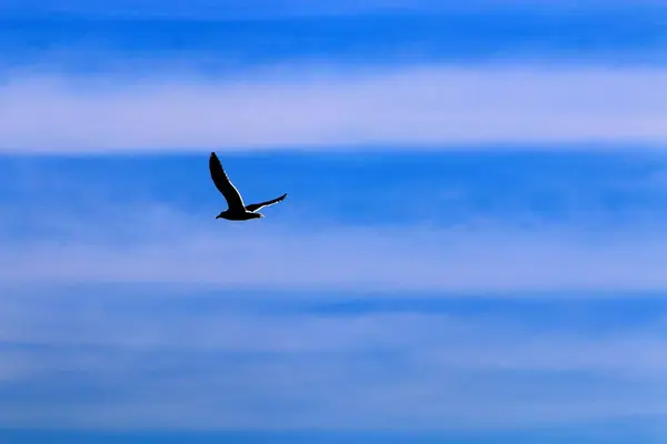 Vogels Vliegen Lucht Boven Middellandse Zee Het Noorden Van Israël — Stockfoto