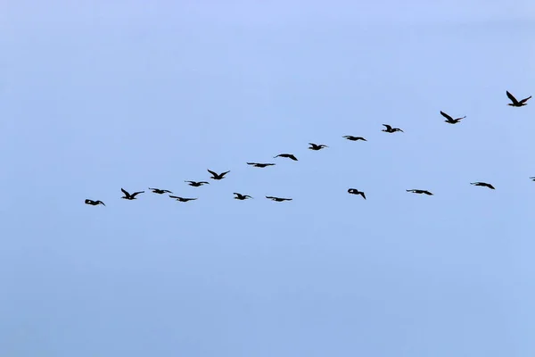 Aves Voam Céu Sobre Mar Mediterrâneo Norte Israel — Fotografia de Stock