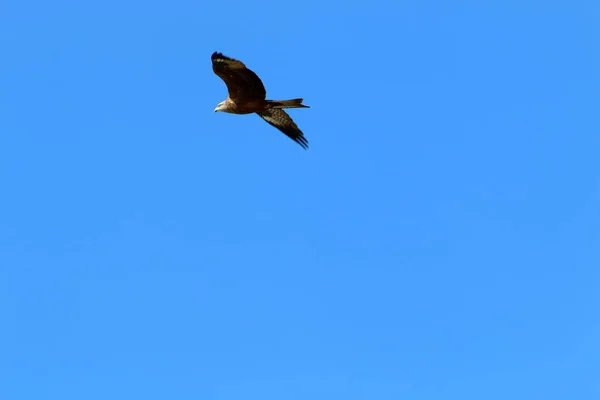 Birds Fly Sky Mediterranean Sea Northern Israel — Stock Photo, Image