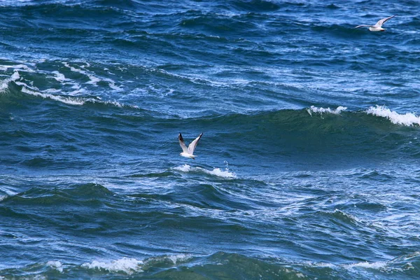 Aves Voam Céu Sobre Mar Mediterrâneo Norte Israel — Fotografia de Stock