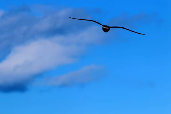 Oiseaux Volent Dans Ciel Dessus Mer Méditerranée Dans Nord Israël — Photo