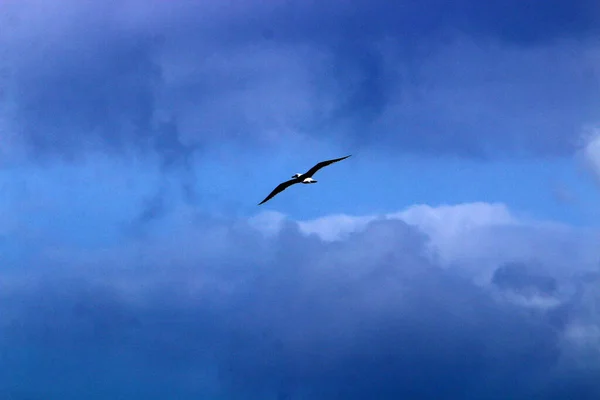 Fåglar Flyger Himlen Över Medelhavet Norra Israel — Stockfoto
