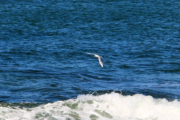 Oiseaux Volent Dans Ciel Dessus Mer Méditerranée Dans Nord Israël — Photo