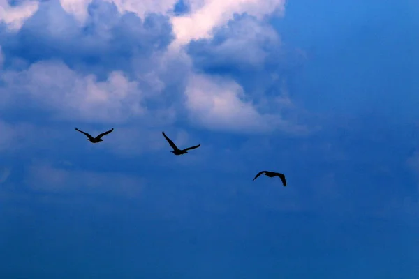 Oiseaux Volent Dans Ciel Dessus Mer Méditerranée Dans Nord Israël — Photo