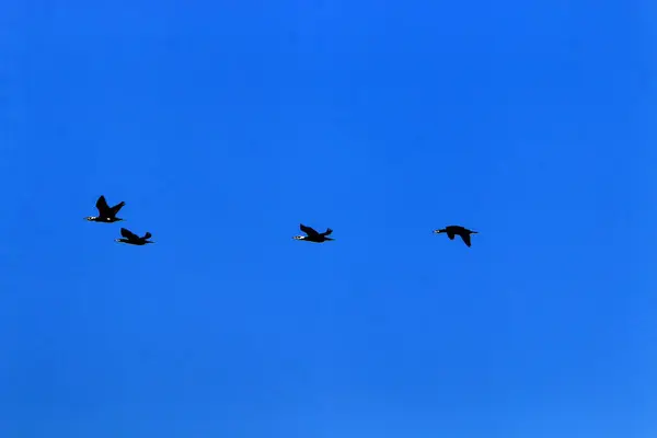 Vögel Fliegen Himmel Über Dem Mittelmeer Nordisrael — Stockfoto