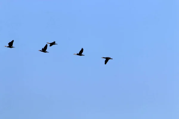 在以色列北部的地中海上空 鸟儿在空中飞翔 — 图库照片