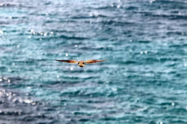 Birds Fly Sky Mediterranean Sea Northern Israel — Stock Photo, Image