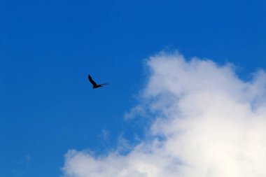 İsrail 'in kuzeyindeki Akdeniz üzerinde kuşlar uçuyor. 