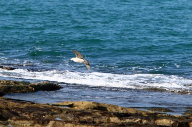 İsrail 'in kuzeyindeki Akdeniz üzerinde kuşlar uçuyor. 