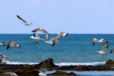 İsrail 'in kuzeyindeki Akdeniz üzerinde kuşlar uçuyor. 