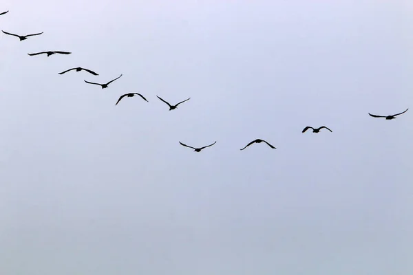 Aves Voam Céu Sobre Mar Mediterrâneo Norte Israel — Fotografia de Stock