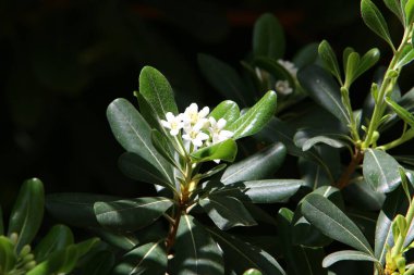 İsrail 'in kuzeyinde Akdeniz kıyısındaki bir şehir parkında bahar çiçekleri. 