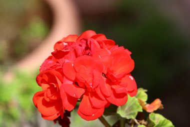 İsrail 'in kuzeyinde Akdeniz kıyısındaki bir şehir parkında bahar çiçekleri. 