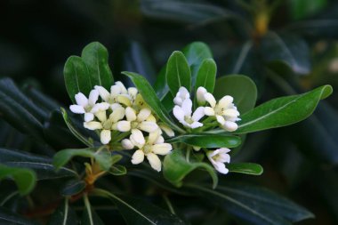İsrail 'in kuzeyinde Akdeniz kıyısındaki bir şehir parkında bahar çiçekleri. 