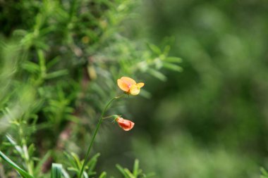 İsrail 'in kuzeyinde Akdeniz kıyısındaki bir şehir parkında bahar çiçekleri. 