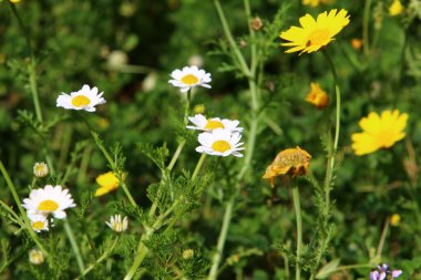 İsrail 'in kuzeyinde Akdeniz kıyısındaki bir şehir parkında bahar çiçekleri. 