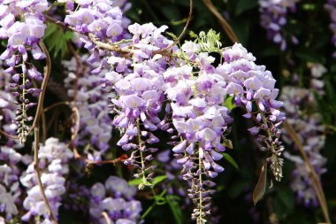 İsrail 'in kuzeyinde Akdeniz kıyısındaki bir şehir parkında bahar çiçekleri. 