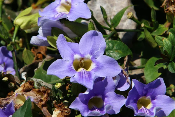 Fiori Primaverili Parco Cittadino Sulle Rive Del Mar Mediterraneo Nel — Foto Stock