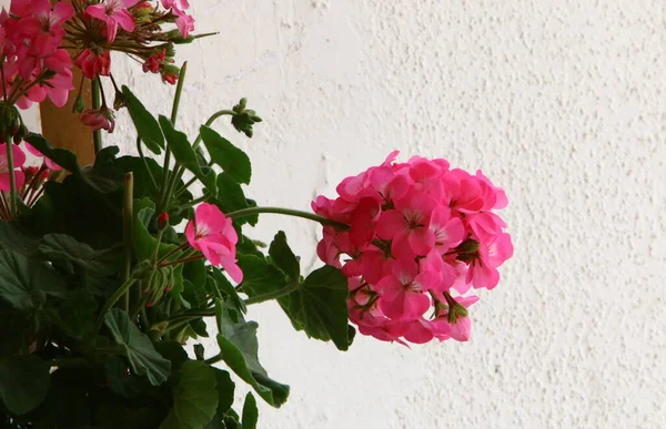 Vårblommor Stadspark Vid Medelhavets Stränder Norra Israel — Stockfoto