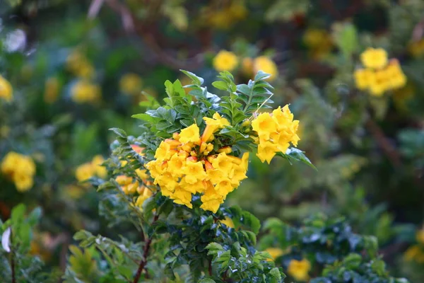 Flores Primavera Parque Ciudad Orillas Del Mar Mediterráneo Norte Israel — Foto de Stock