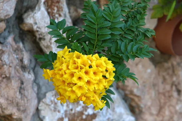 Wiosenne Kwiaty Parku Miejskim Nad Brzegiem Morza Śródziemnego Północnym Izraelu — Zdjęcie stockowe