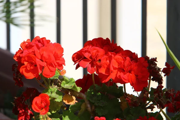 Vårblommor Stadspark Vid Medelhavets Stränder Norra Israel — Stockfoto