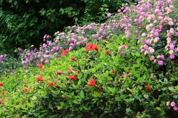 Spring Flowers City Park Shores Mediterranean Sea Northern Israel — Stock Photo, Image