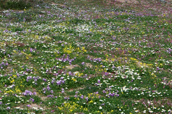 Flores Primavera Parque Ciudad Orillas Del Mar Mediterráneo Norte Israel —  Fotos de Stock