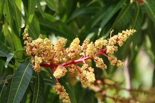 Vårblommor Stadspark Vid Medelhavets Stränder Norra Israel — Stockfoto