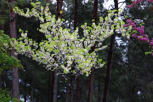 Fleurs Printemps Dans Parc Urbain Sur Les Rives Mer Méditerranée — Photo