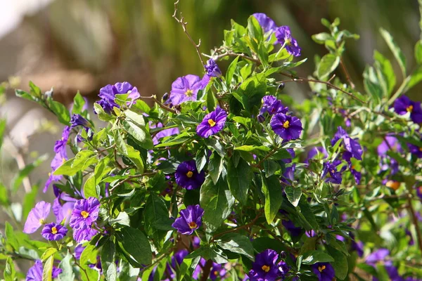 Vårblommor Stadspark Vid Medelhavets Stränder Norra Israel — Stockfoto