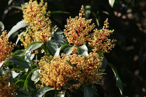 Fleurs Printemps Dans Parc Urbain Sur Les Rives Mer Méditerranée — Photo