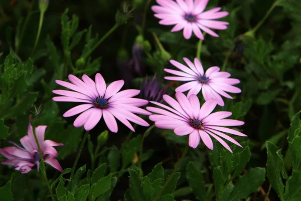 Spring Flowers City Park Shores Mediterranean Sea Northern Israel — Stock Photo, Image