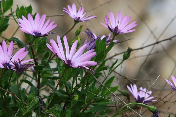 Flores Primavera Parque Ciudad Orillas Del Mar Mediterráneo Norte Israel —  Fotos de Stock