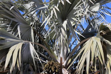 İsrail 'in kuzeyindeki Akdeniz kıyısındaki bir şehir parkında hurma ağaçları yetişir. 