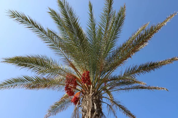 Datlová Palma Roste Městském Parku Březích Středozemního Moře Severu Izraele — Stock fotografie