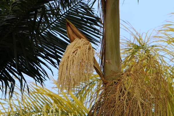 date palm tree grows in a city park on the shores of the Mediterranean Sea in the north of Israel