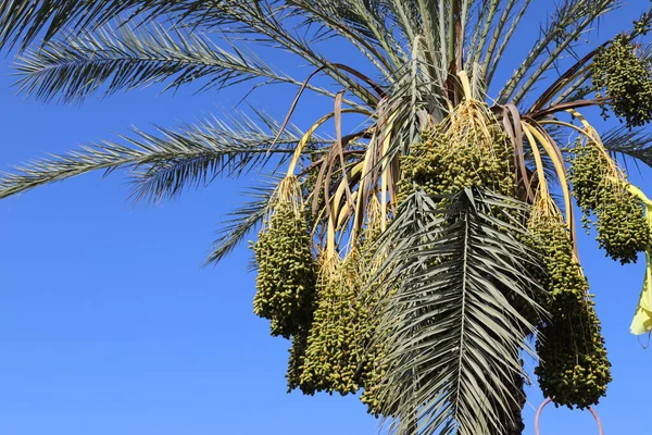 date palm tree grows in a city park on the shores of the Mediterranean Sea in the north of Israel