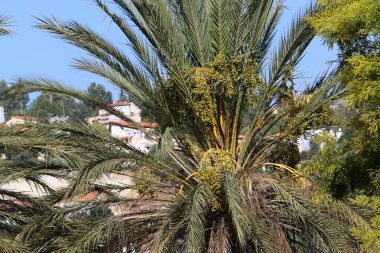 İsrail 'in kuzeyindeki Akdeniz kıyısındaki bir şehir parkında hurma ağaçları yetişir. 
