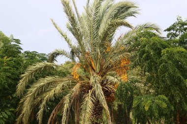 İsrail 'in kuzeyindeki Akdeniz kıyısındaki bir şehir parkında hurma ağaçları yetişir. 