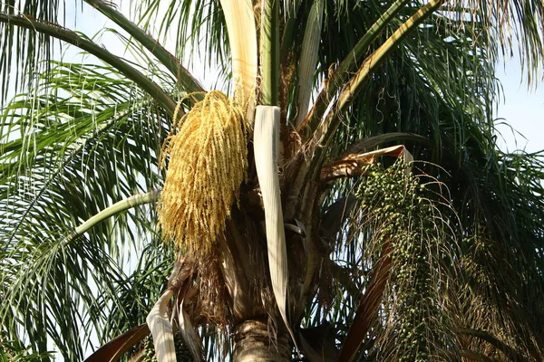Date Palmboom Groeit Een Stadspark Aan Oevers Van Middellandse Zee — Stockfoto