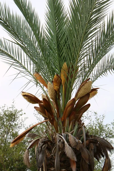 Palmera Datilera Crece Parque Urbano Orillas Del Mar Mediterráneo Norte —  Fotos de Stock