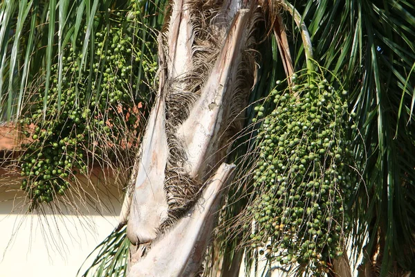 Dattelpalme Wächst Einem Stadtpark Ufer Des Mittelmeers Norden Israels — Stockfoto