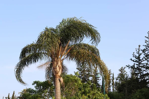 Palmier Dattier Pousse Dans Parc Urbain Sur Les Rives Mer — Photo