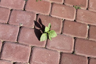Yeşil bitkiler taşların ve kayaların üzerinde zor koşullarda büyürler. taş dokusu 