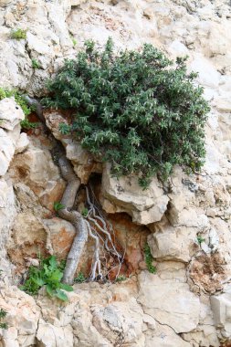 Yeşil bitkiler taşların ve kayaların üzerinde zor koşullarda büyürler. taş dokusu 