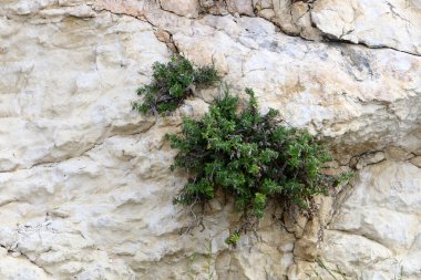 Yeşil bitkiler taşların ve kayaların üzerinde zor koşullarda büyürler. taş dokusu 
