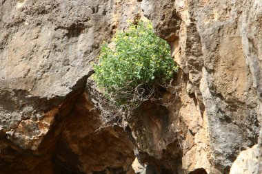 Yeşil bitkiler taşların ve kayaların üzerinde zor koşullarda büyürler. taş dokusu 
