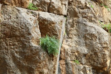 Yeşil bitkiler taşların ve kayaların üzerinde zor koşullarda büyürler. taş dokusu 