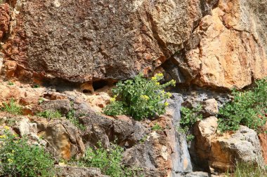 Yeşil bitkiler taşların ve kayaların üzerinde zor koşullarda büyürler. taş dokusu 